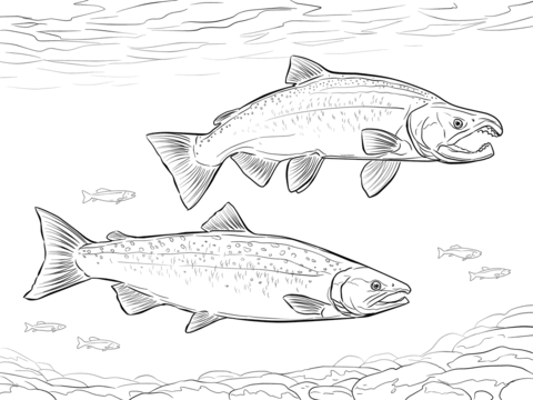 Coho Salmon Coloring Page